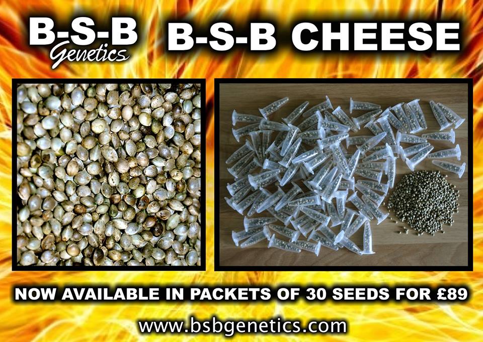 B-S-B Cheese Now Available In Packets Of 30